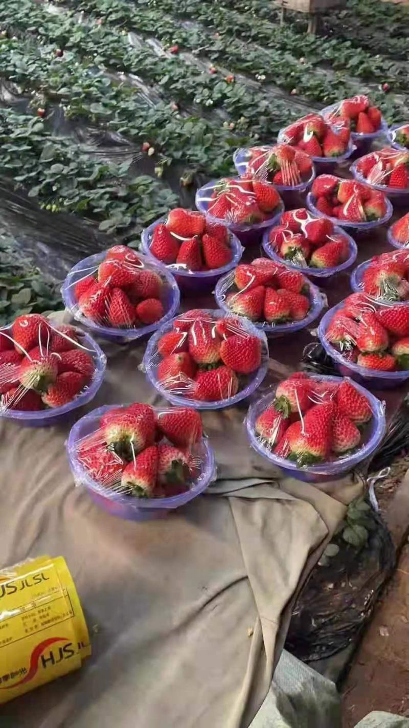 草莓！专业代办，大货整车