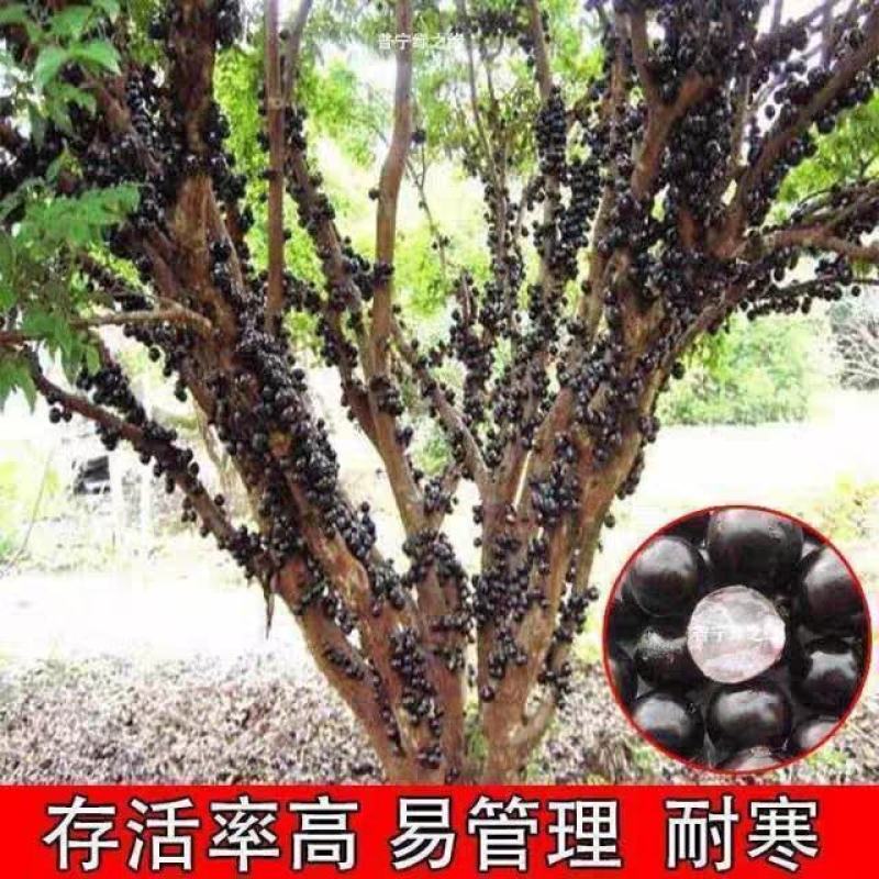 嘉宝果树苗树葡萄苗，不爬藤树上结葡萄，抗冻南方北方都可以