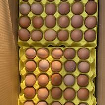 常年提供鲜鸡蛋寻合作伙伴