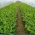 香蕉苗树苗包邮南北方威廉斯香蕉粉蕉矮化蕉红香蕉皇帝蕉中蕉