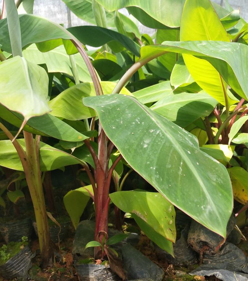 香蕉苗树苗包邮南北方威廉斯香蕉粉蕉矮化蕉红香蕉皇帝蕉中蕉