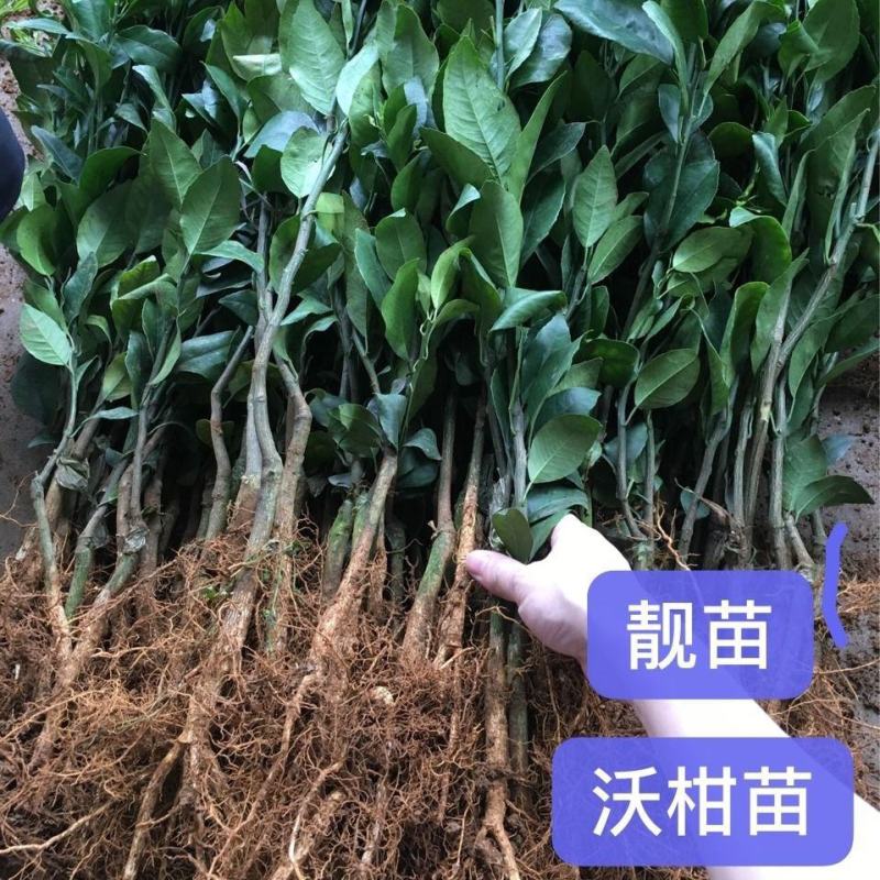 沃柑苗嫁接苗沙糖桔苗柑子苗柑桔苗柑橘苗果苗带果发货带叶带