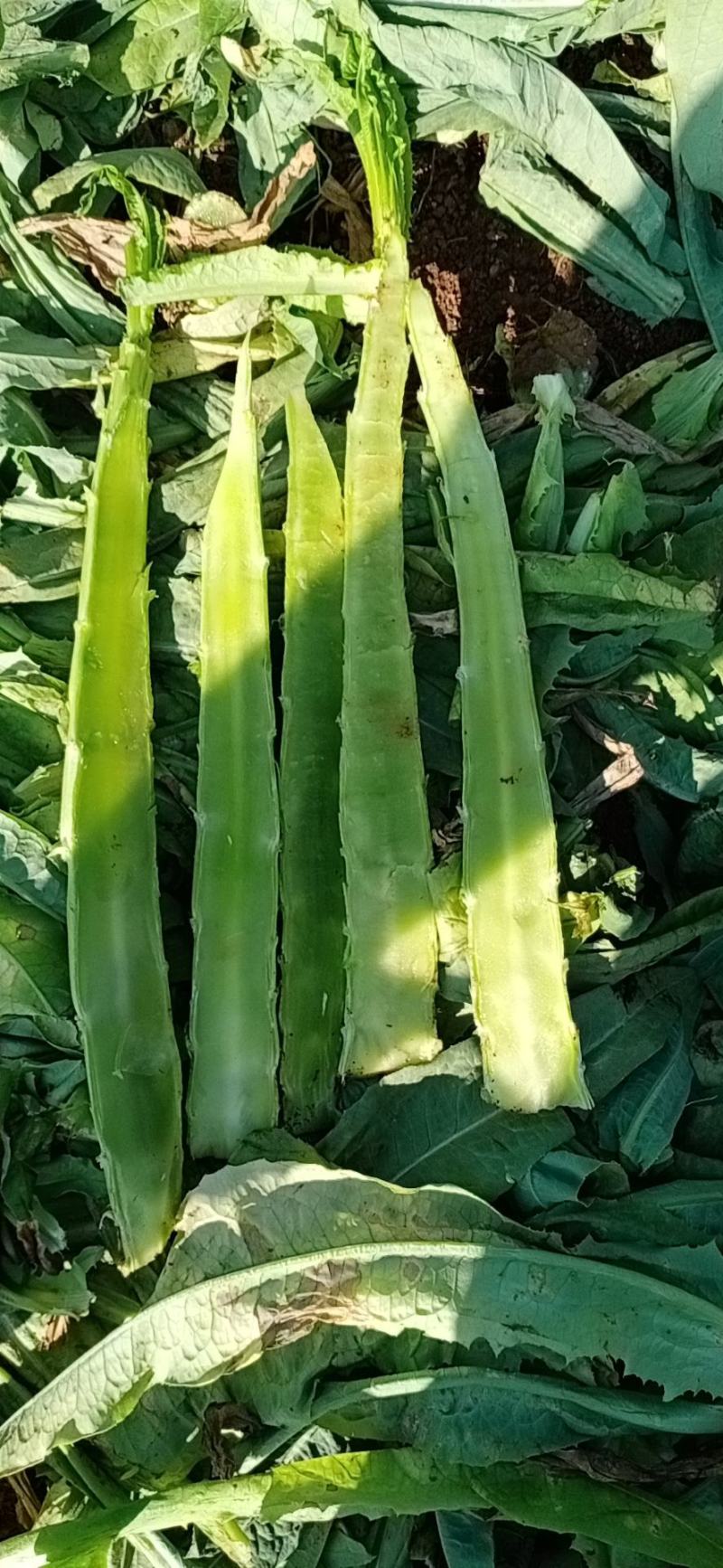 云南莴苣大量上市了，谢谢全国的老板们订货了！质量相当好