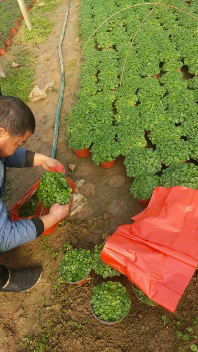 铜钱草，基地直销常年供应各种绿化苗木。