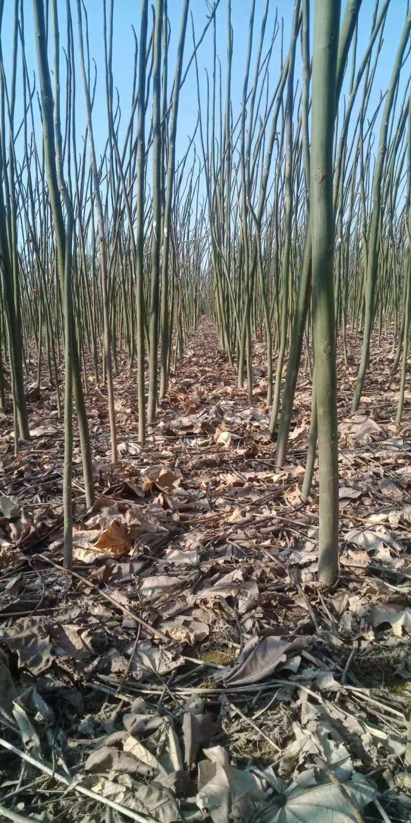 三公分青桐大量有货，需要请联系！