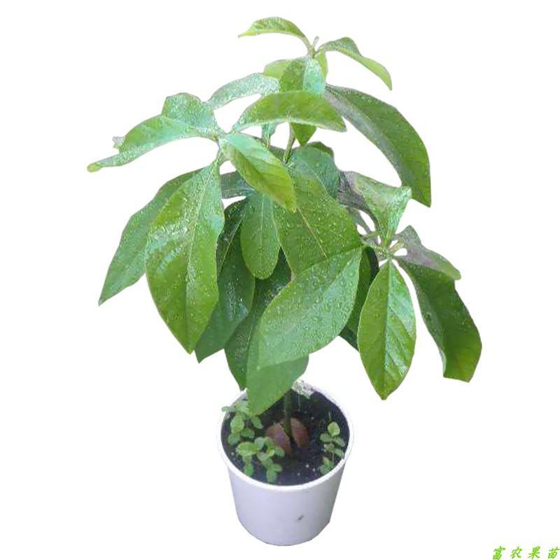 墨西哥牛油果树苗嫁接鳄梨苗庭院盆栽南方北方种植当年结牛油