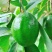 墨西哥牛油果树苗嫁接鳄梨苗庭院盆栽南方北方种植当年结牛油