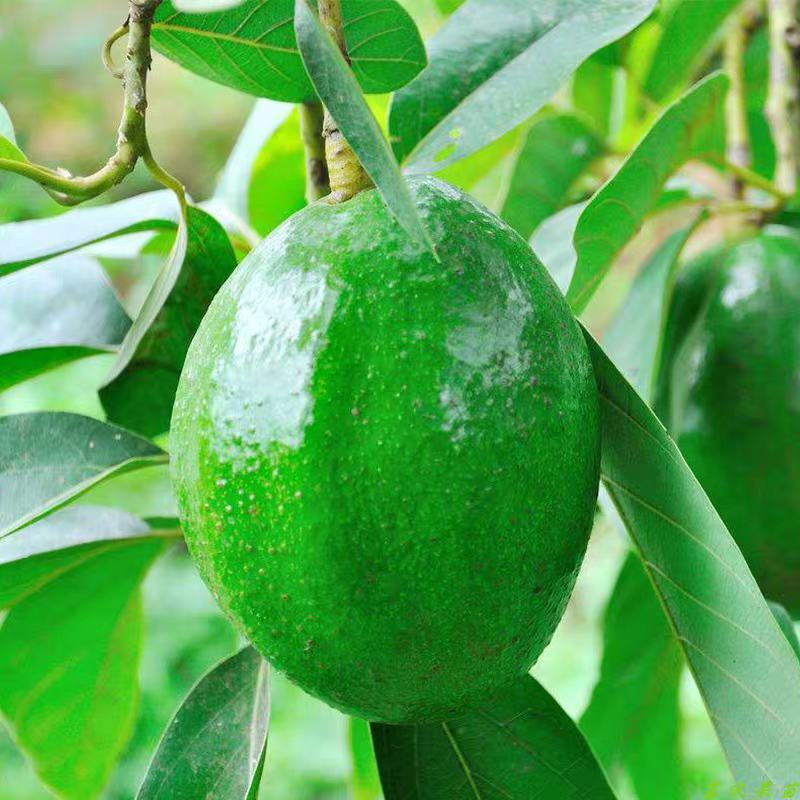 墨西哥牛油果树苗嫁接鳄梨苗庭院盆栽南方北方种植当年结牛油