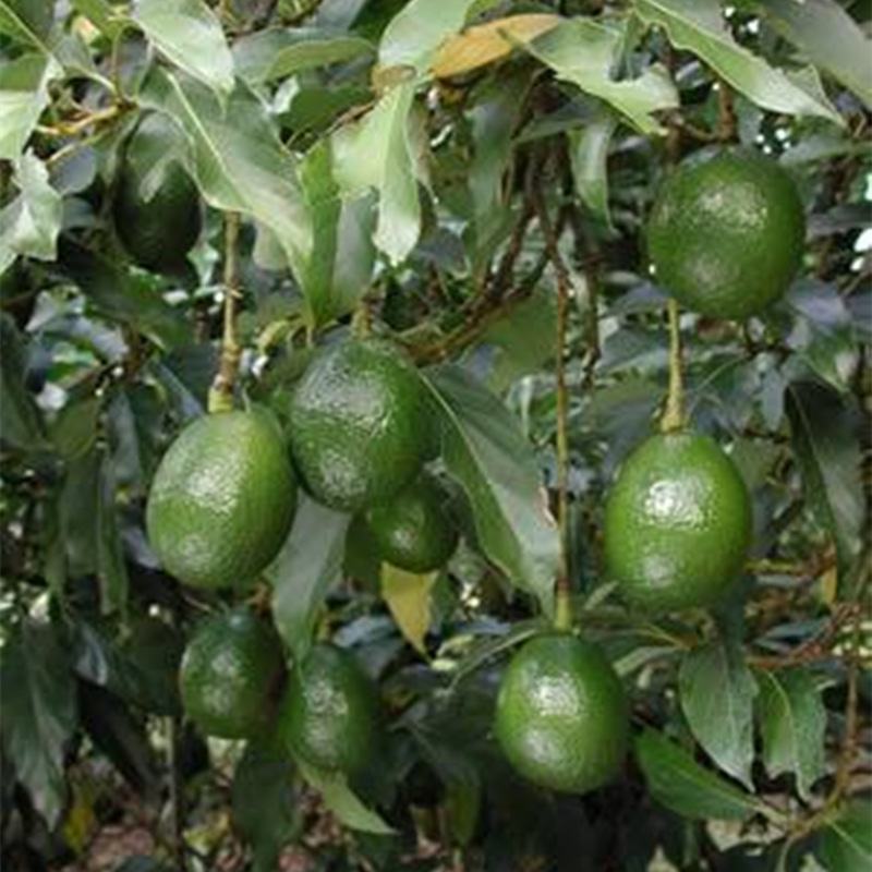 墨西哥牛油果树苗嫁接鳄梨苗庭院盆栽南方北方种植当年结牛油