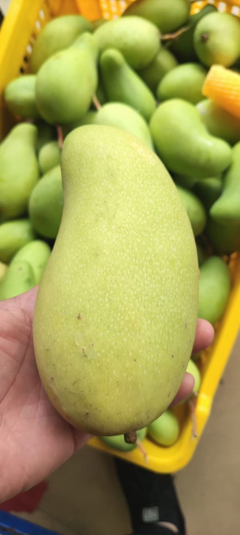 海南三亚金煌芒二级果奶茶甜品店电商专供支持一件代发批发