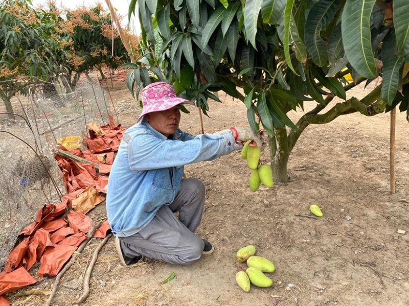 海南三亚金煌芒二级果奶茶甜品店电商专供支持一件代发批发