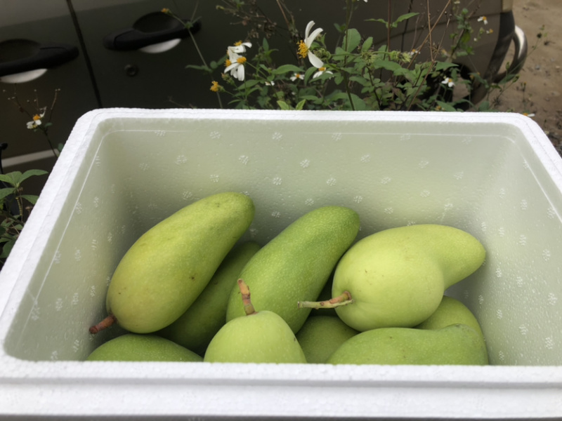 海南三亚金煌芒二级果奶茶甜品店电商专供支持一件代发批发