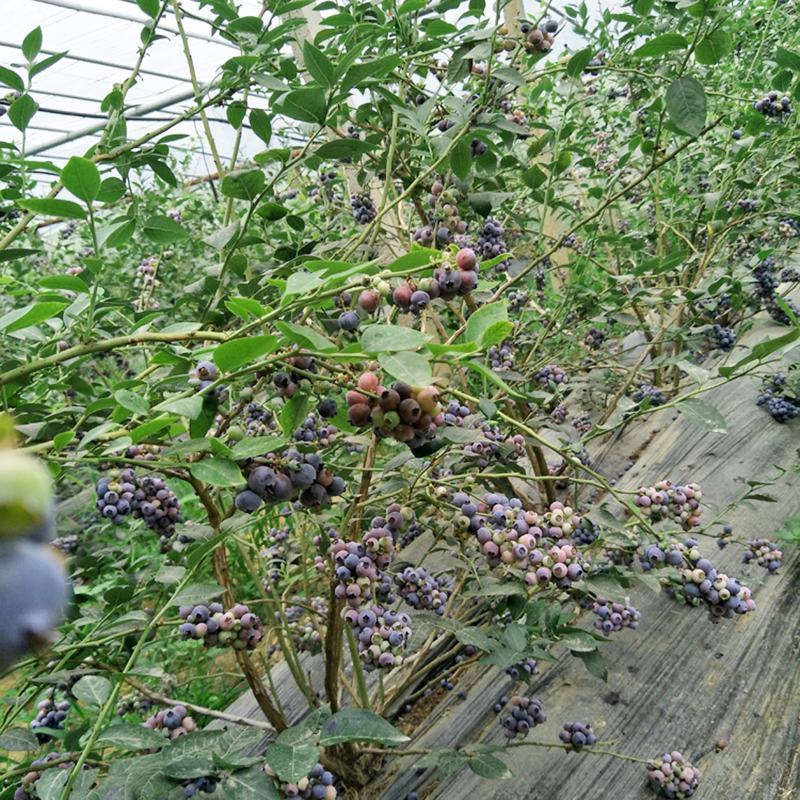 蓝莓苗树苗新品种蓝梅树果苗南北方种植盆栽地栽当年结果水果