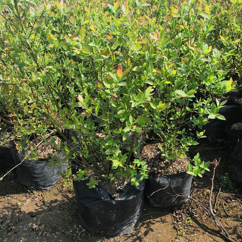 蓝莓苗树苗新品种蓝梅树果苗南北方种植盆栽地栽当年结果水果