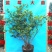 蓝莓苗树苗新品种蓝梅树果苗南北方种植盆栽地栽当年结果水果