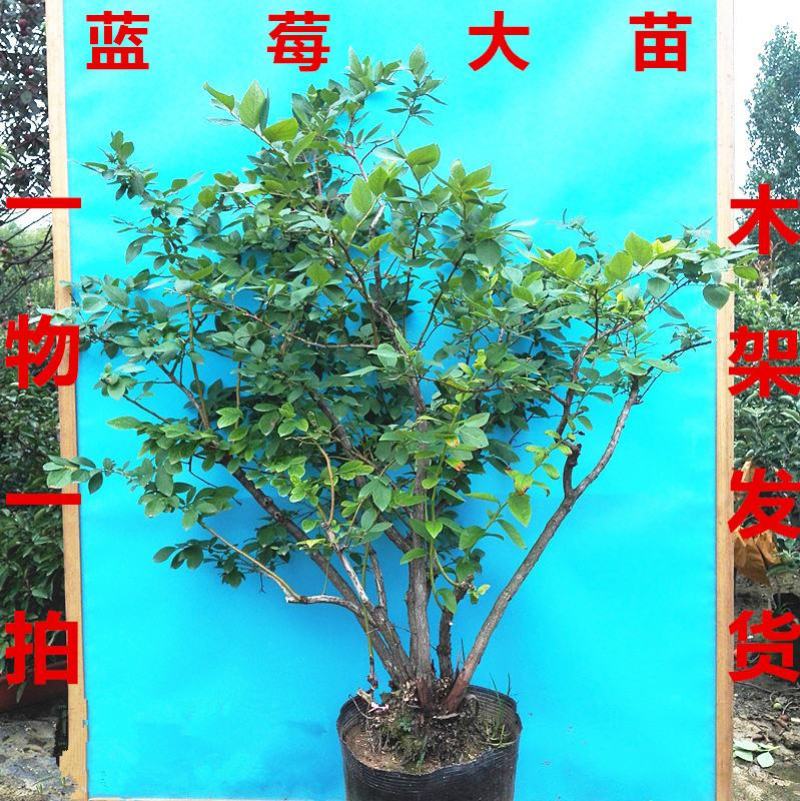 蓝莓苗树苗新品种蓝梅树果苗南北方种植盆栽地栽当年结果水果