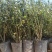 蓝莓苗树苗新品种蓝梅树果苗南北方种植盆栽地栽当年结果水果