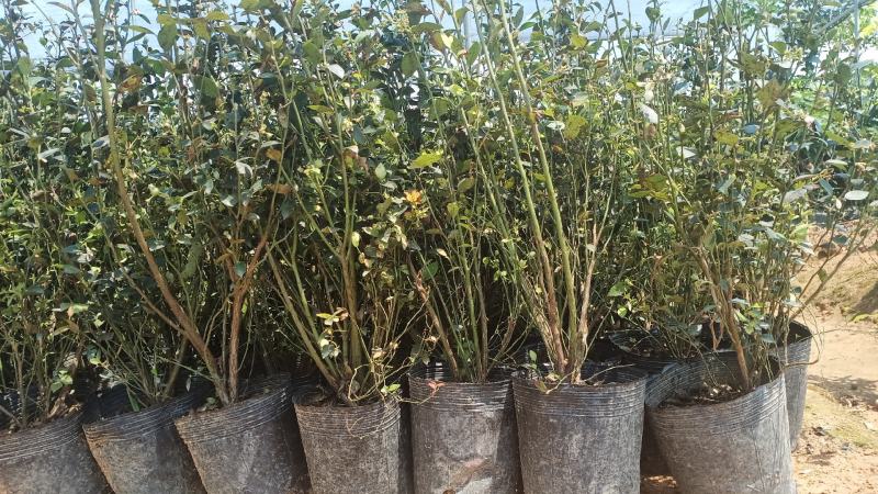 蓝莓苗树苗新品种蓝梅树果苗南北方种植盆栽地栽当年结果水果