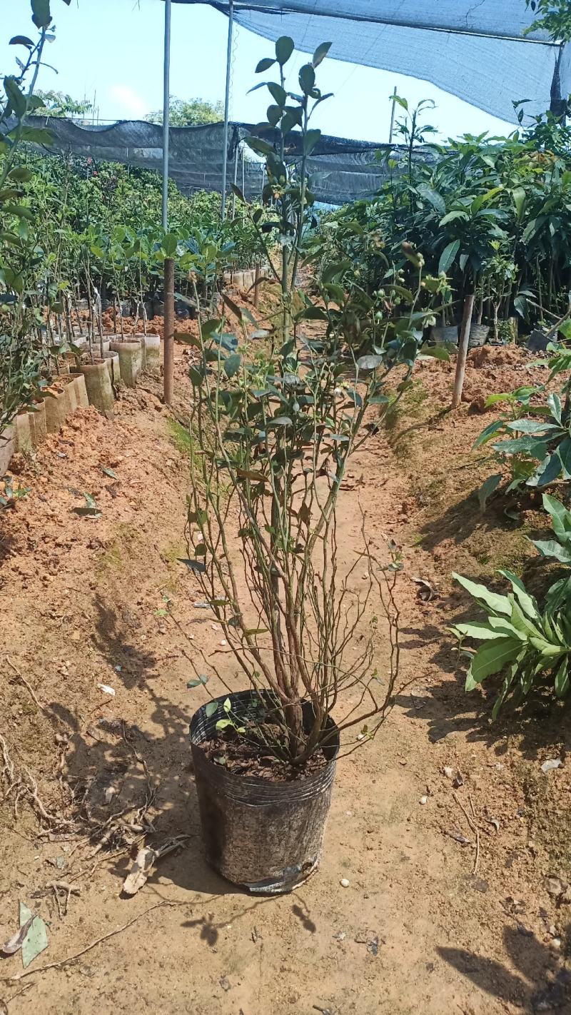 蓝莓苗树苗新品种蓝梅树果苗南北方种植盆栽地栽当年结果水果