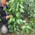紫荆腊梅丛生多头紫荆高度150-240公分
