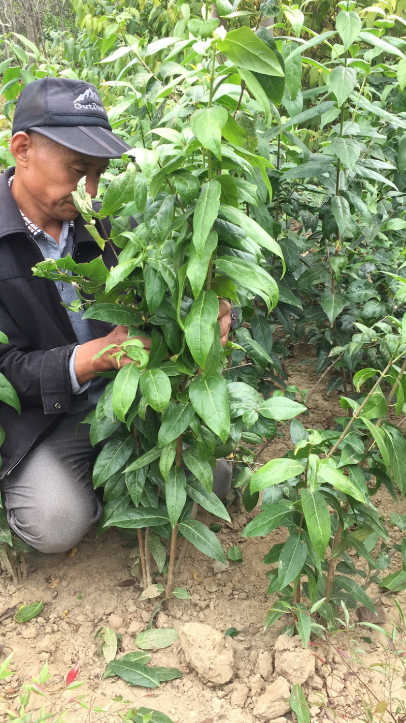 紫荆腊梅丛生多头紫荆高度150-240公分