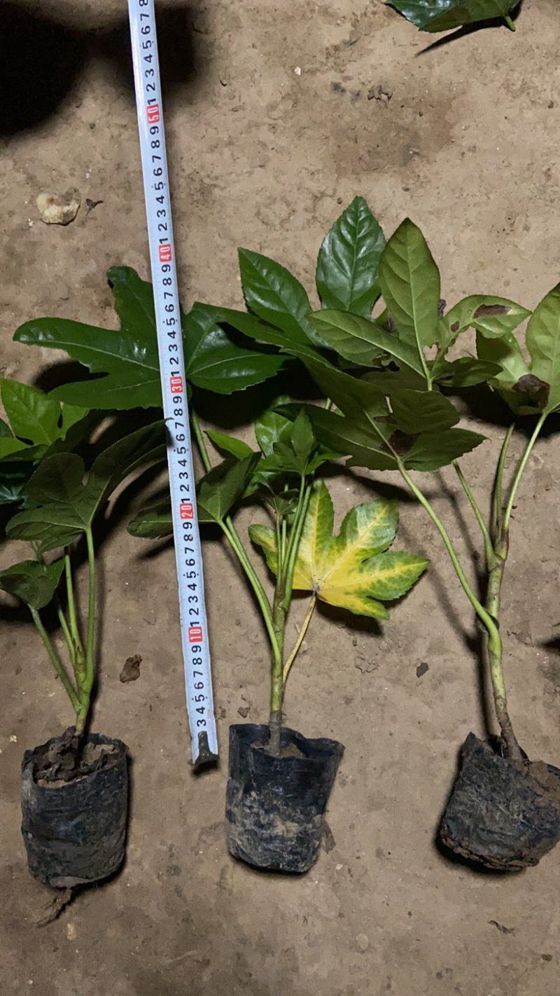 八角金盘基地直供中杯金盘小杯金盘各类地被小苗