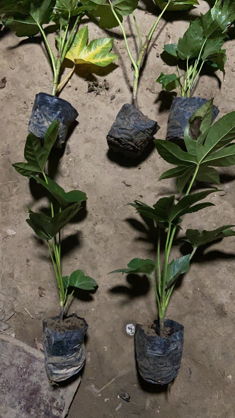 八角金盘基地直供中杯金盘小杯金盘各类地被小苗