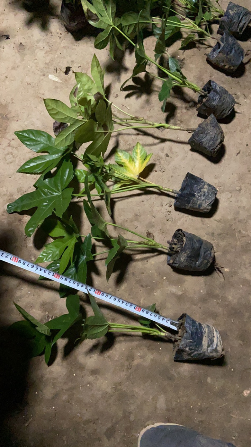 八角金盘基地直供中杯金盘小杯金盘各类地被小苗
