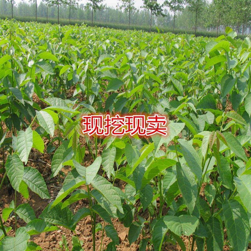 红仁核桃苗香玲核桃苗185/8518核桃苗量大签约