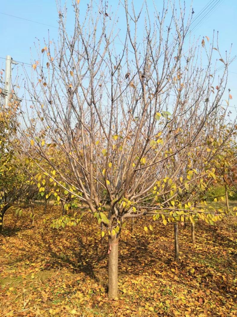 基地自产！樱花，早樱，晚樱，日本樱花，染井吉野，品种齐全