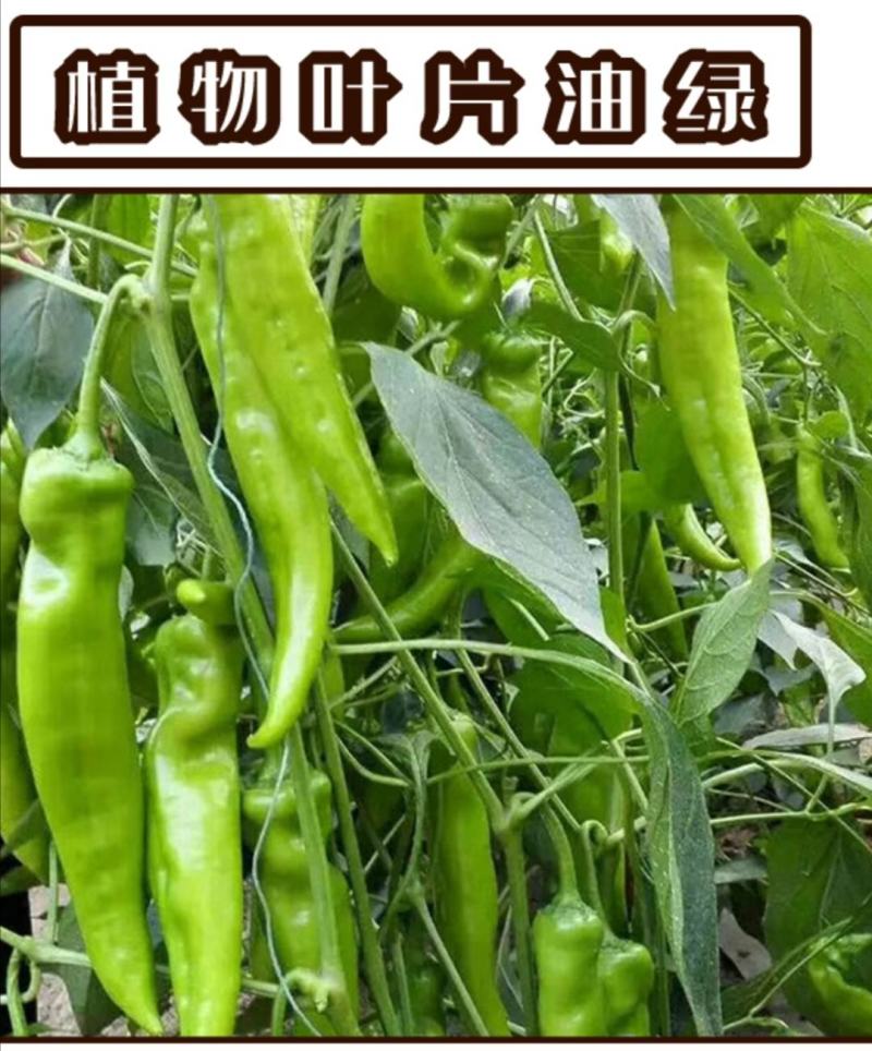 大豆腐熟发酵有机菌肥底肥缓释肥豆柏枯草芽孢杆菌代替羊粪