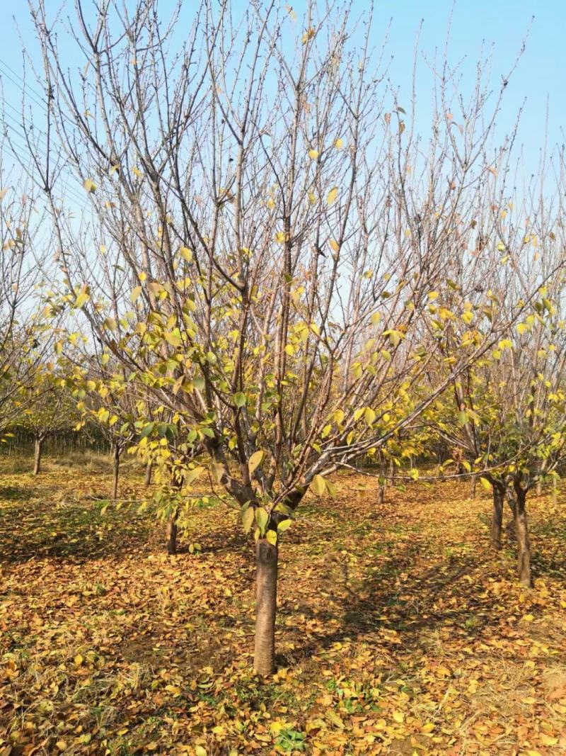 基地自产！樱花，早樱，晚樱，日本樱花，染井吉野，品种齐全