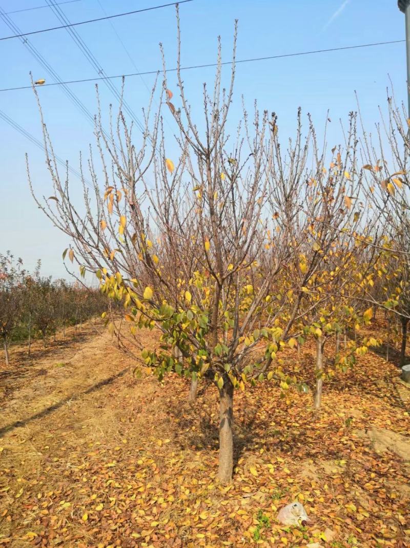 基地自产！樱花，早樱，晚樱，日本樱花，染井吉野，品种齐全
