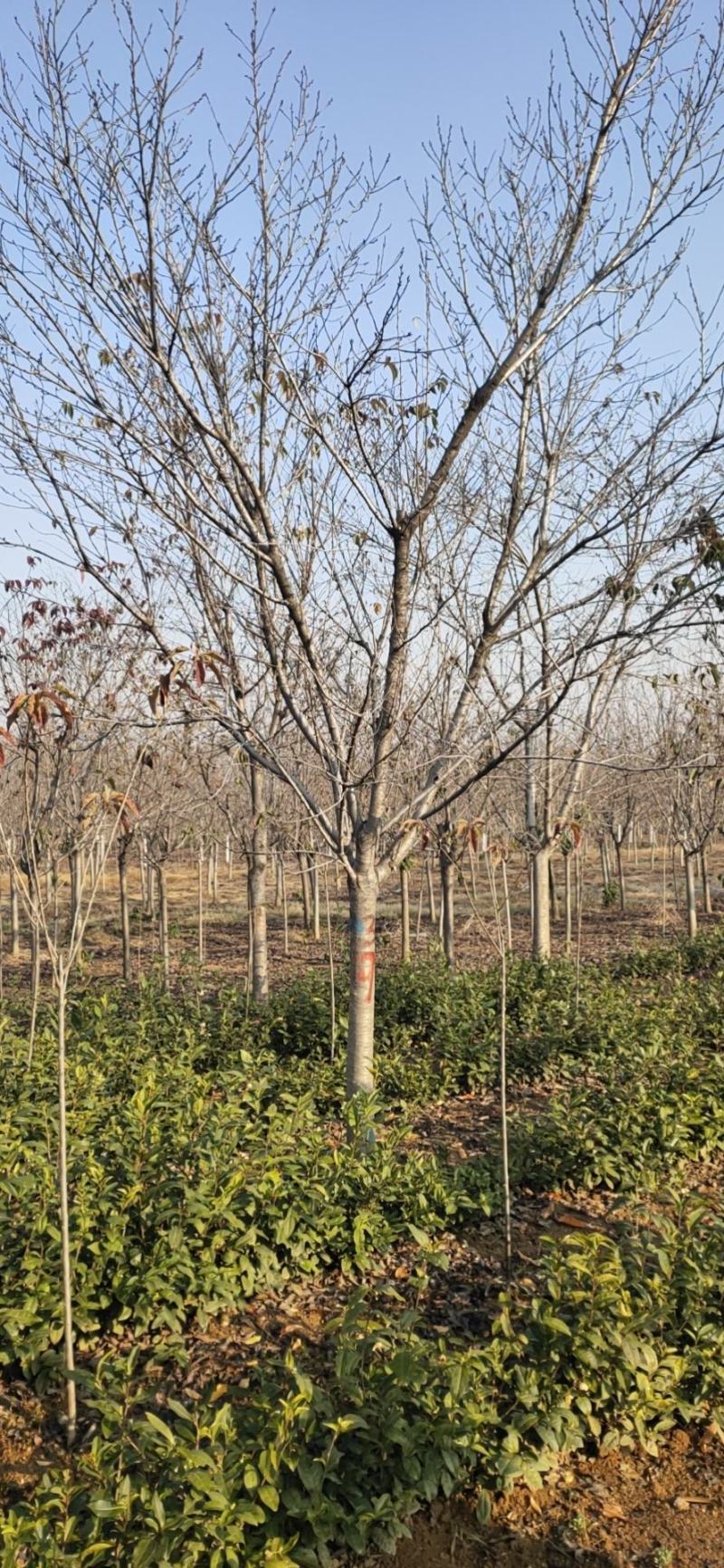 基地自产！樱花，早樱，晚樱，日本樱花，染井吉野，品种齐全