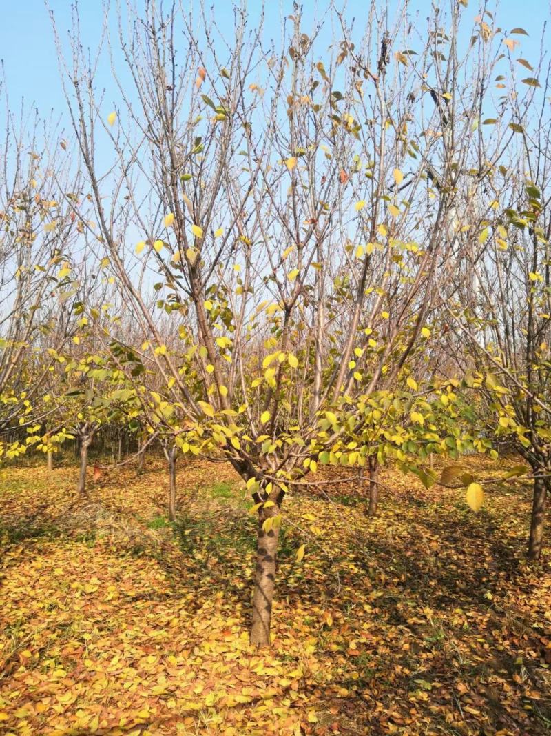 基地自产！樱花，早樱，晚樱，日本樱花，染井吉野，品种齐全