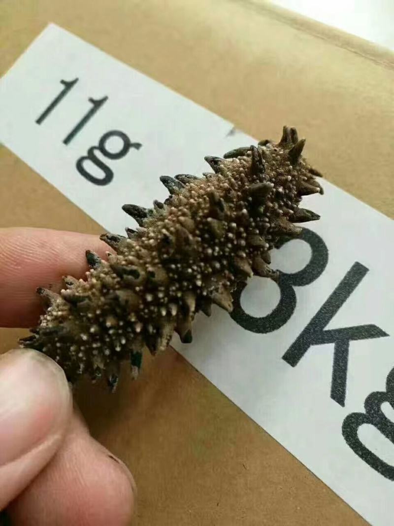 正宗北海道六排刺红海参，质量与价格成正比的好产品
