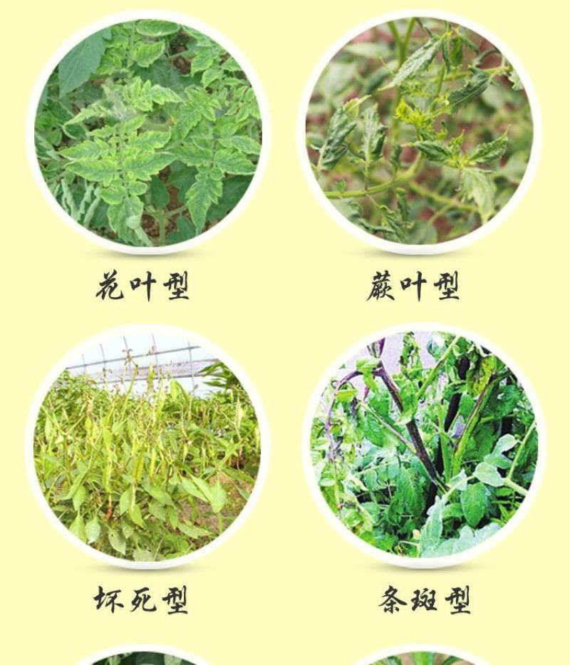中保克毒宝克独宝黄瓜烟草番茄病毒病水稻黑条矮缩病杀菌剂