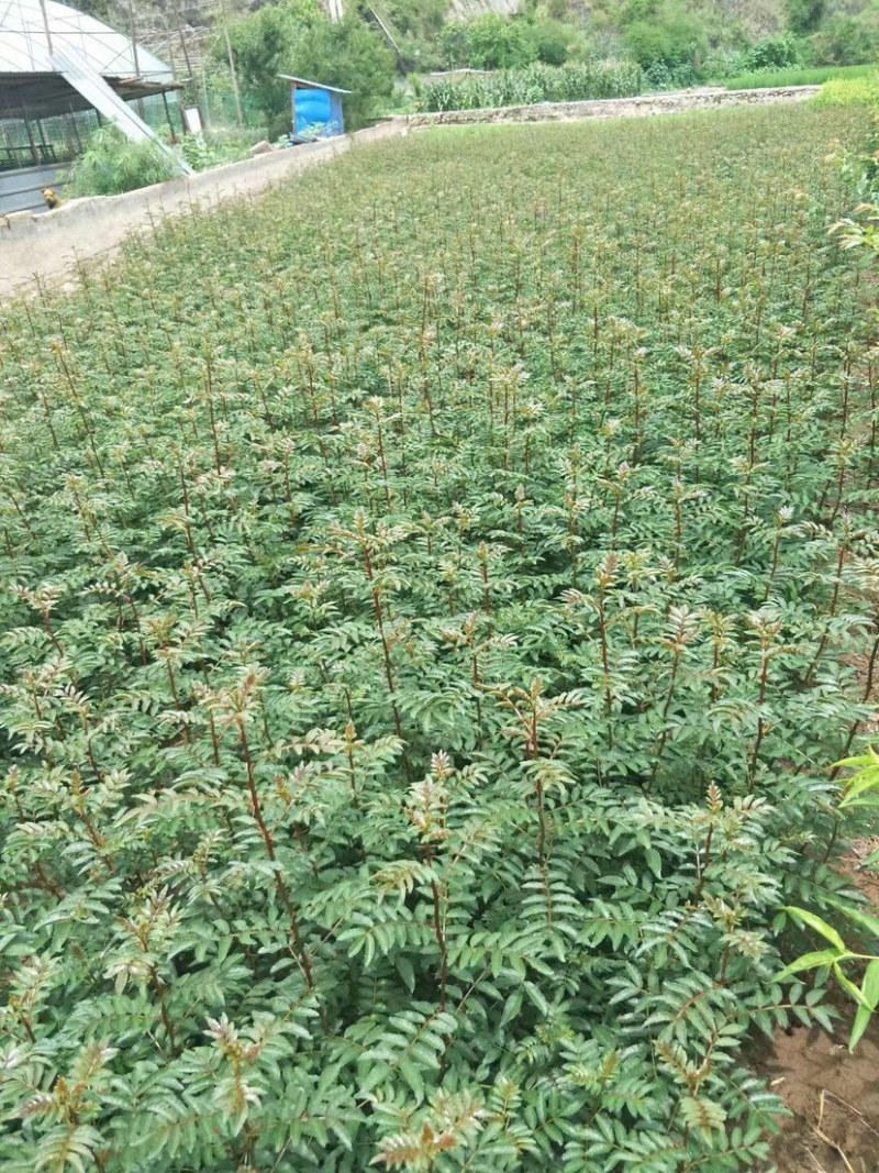 九叶青花椒苗抗病虫强寿命长，产量高。