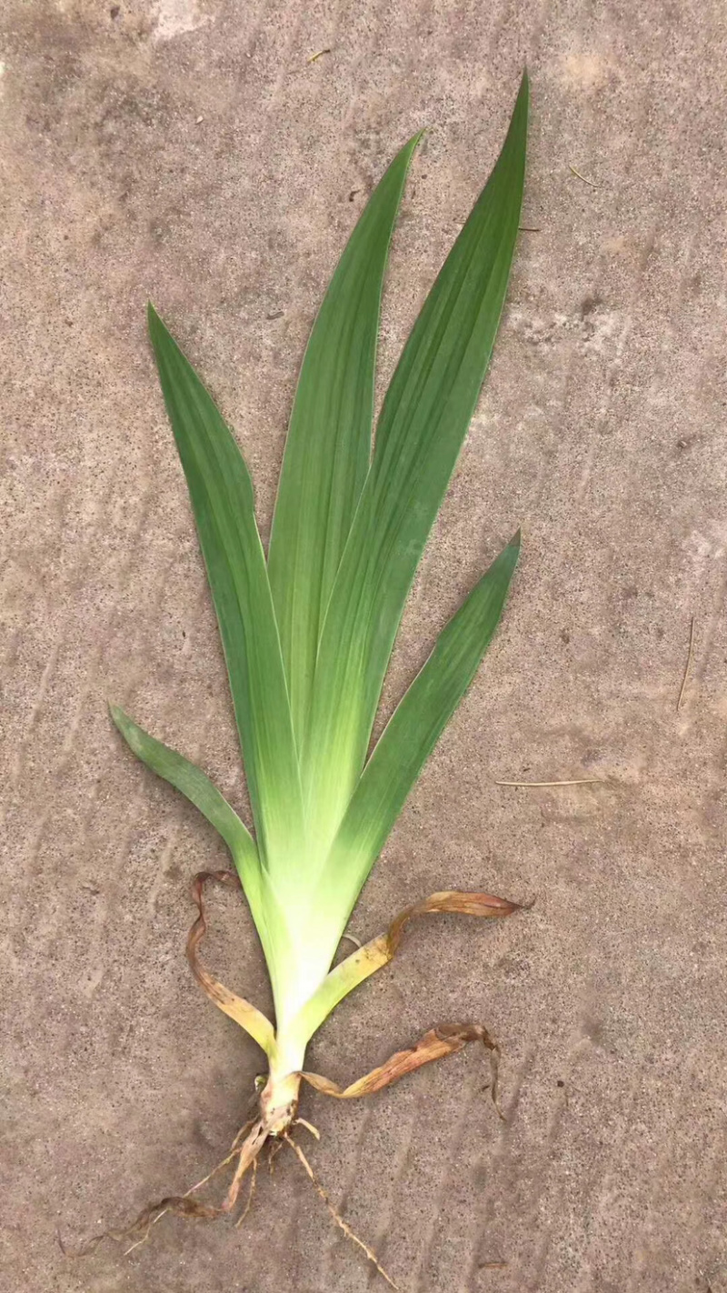 红花草麦冬鸢尾幸运草农户自己销售枝叶茂盛跟系好