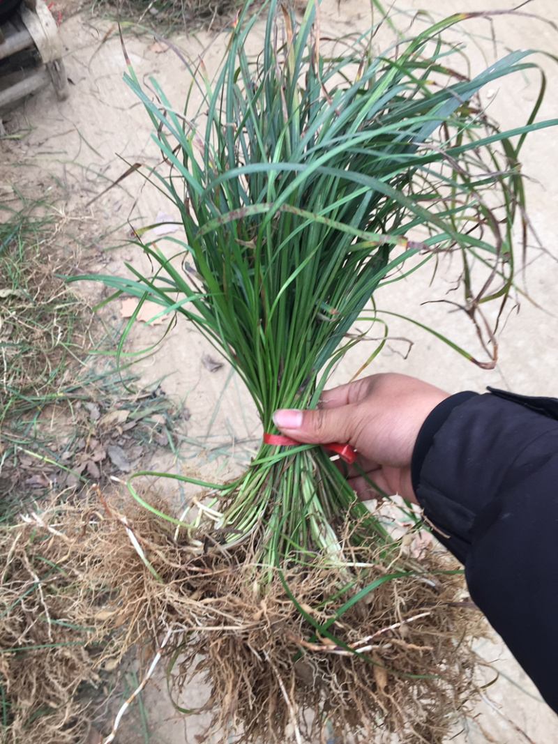 红花草麦冬鸢尾幸运草农户自己销售枝叶茂盛跟系好