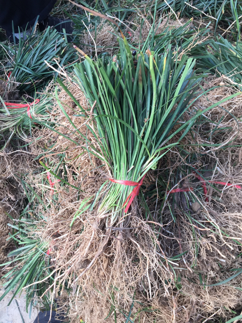 红花草麦冬鸢尾幸运草农户自己销售枝叶茂盛跟系好