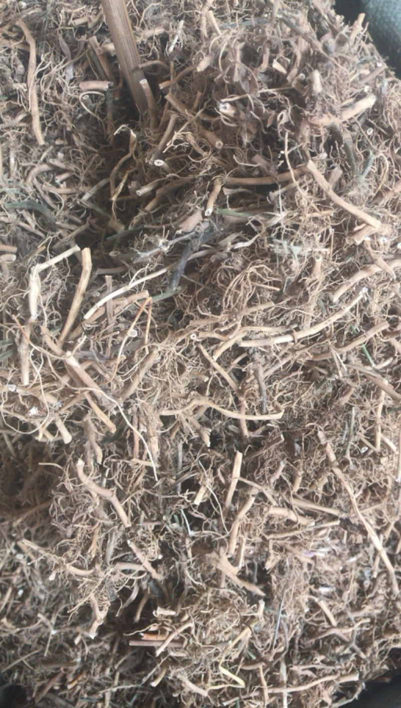 白前白前产地直销支持线上交易一公斤起发