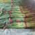 红根蒜苗大量上市了，质量好，无黄叶，无土。高70公分。