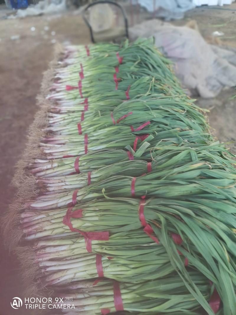 红根蒜苗大量上市了，质量好，无黄叶，无土。高70公分。