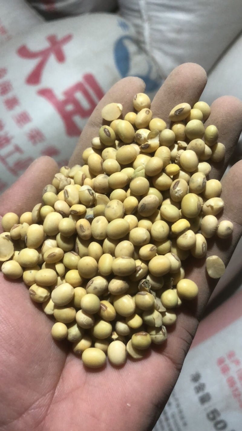 盐城经济技术开发区自家种植黄豆