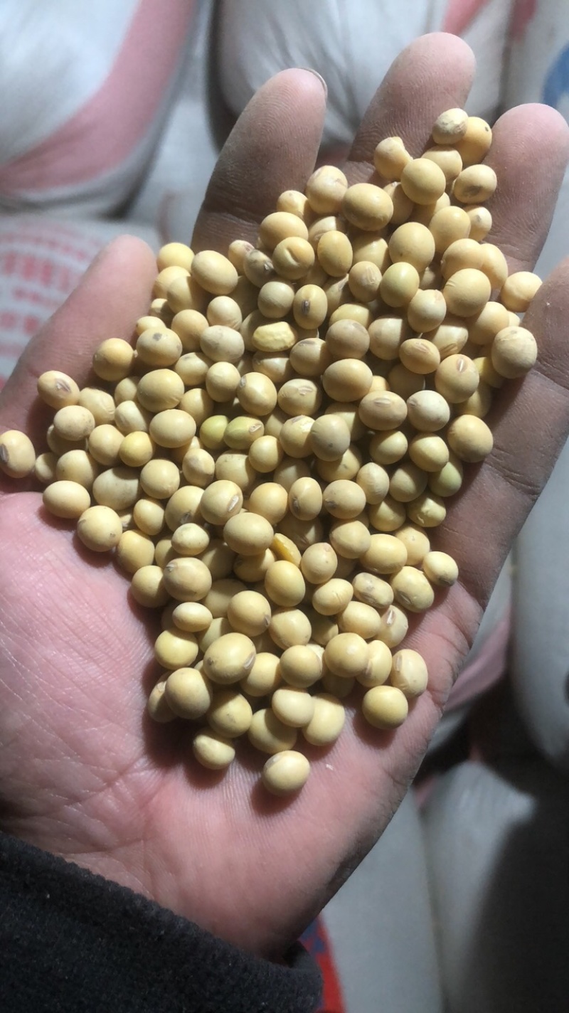 盐城经济技术开发区自家种植黄豆