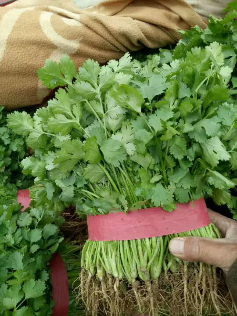 【推荐】河南滑县香菜大批量上市，物美价廉万亩种植基地