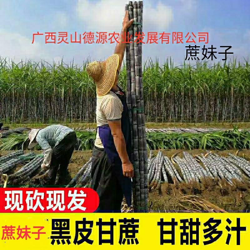 糖蜜发酵液（北方甘蔗红糖糖蜜）自然农耕，纯手工零添加，
