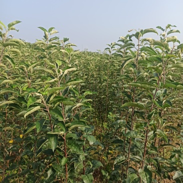 苹果苗木山东苹果苗产地～成品苹果苗昌阳红响富元富红鲁丽