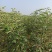 苹果苗木山东苹果苗产地～成品苹果苗昌阳红响富元富红鲁丽